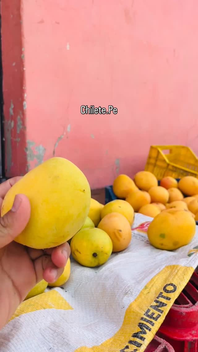 📍CP Llallán, Chilete, degustando los ricos mangos 🥭 💯 % orgánicos #chiletepe 📍CP Llallán, Chilete, degustando los ricos mangos 🥭 💯 % orgánicos #chiletepe