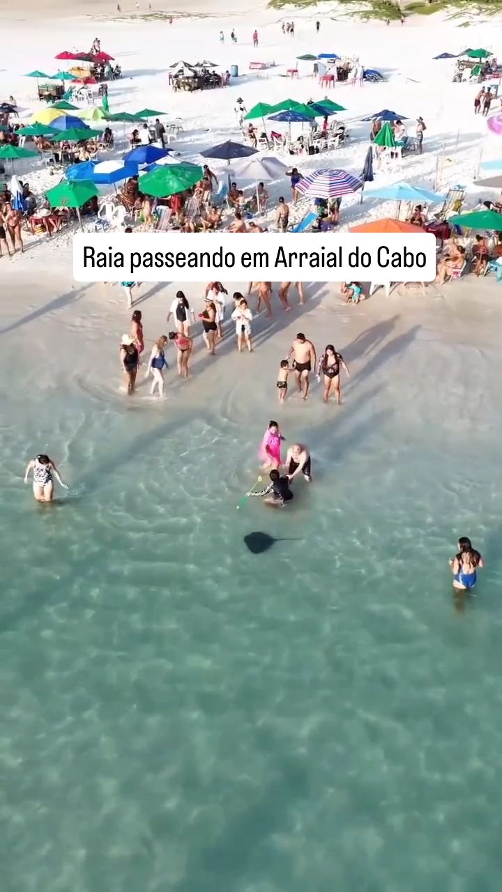 🇧🇷 Raia passeia calmamente na Praia Grande em Arraial do Cabo
.
📷 @eujorgetoledo
.
❤️ #arraialdocabo #curtarj #regiaodoslagos #turistando #errejota #brasil 🇧🇷 Raia passeia calmamente na Praia Grande em Arraial do Cabo
.
📷 @eujorgetoledo
.
❤️ #arraialdocabo #curtarj #regiaodoslagos #turistando #errejota #brasil
