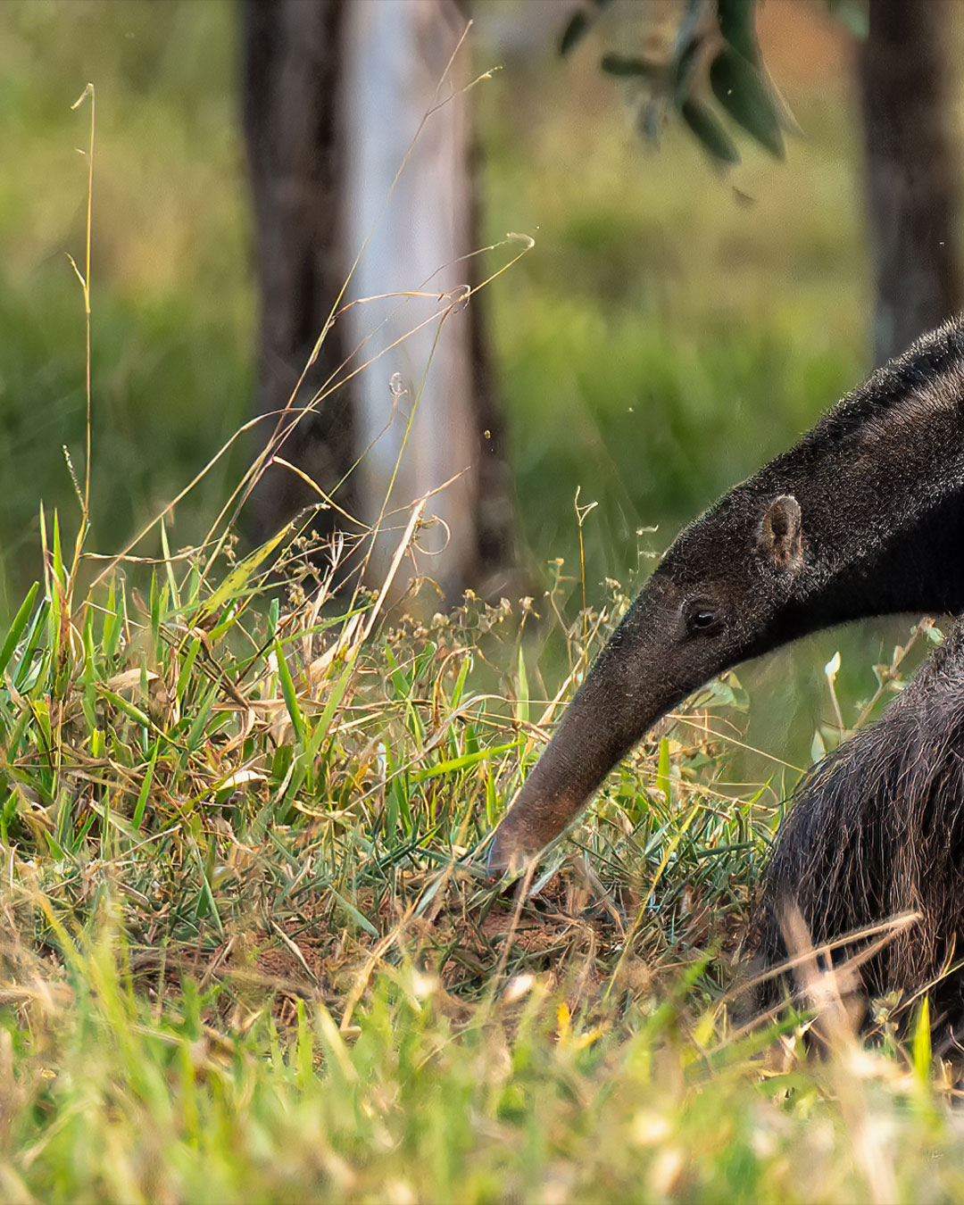 Quem aí já viu um Tamanduá-Bandeira? Tivemos a sorte de cruzar com esse simpático bichinho na Serra da Canastra!
.
Estávamos indo fotografar o pôr do sol, quando ele cruzou a estrada bem na nossa frente, e roubou a cena! Que bicho mais bonitinho!
.
Enquanto ele metia o fucinho nos buracos na terra, peguei a minha Tamron 50-400mm e consegui fazer esses clicks!
.
#minasgerais #mg #serradacanastra #complexocapaoforro #cachoeiracapaoforro #tamandua #tamanduabandeira #wildlife #parquenacionaldaserradacanastra #saoroquedeminas #landscapephotography #minas_que_sera_tamem #cachoeira #brazil #canastra #trekking #trilha #hiking #hikingadventures #trilheirosdobrasil #brasil_nature #brnaturallandscapes #brazil_repost #brasil_destaque #ig_brasilnafoto_ #topofnatureza #melhor_brasil_ #topofbrazil #brazilnatural #fotografiadepaisagem #landscapephotography