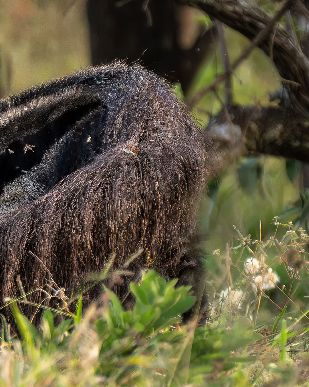 Quem aí já viu um Tamanduá-Bandeira? Tivemos a sorte de cruzar com esse simpático bichinho na Serra da Canastra!
.
Estávamos indo fotografar o pôr do sol, quando ele cruzou a estrada bem na nossa frente, e roubou a cena! Que bicho mais bonitinho!
.
Enquanto ele metia o fucinho nos buracos na terra, peguei a minha Tamron 50-400mm e consegui fazer esses clicks!
.
#minasgerais #mg #serradacanastra #complexocapaoforro #cachoeiracapaoforro #tamandua #tamanduabandeira #wildlife #parquenacionaldaserradacanastra #saoroquedeminas #landscapephotography #minas_que_sera_tamem #cachoeira #brazil #canastra #trekking #trilha #hiking #hikingadventures #trilheirosdobrasil #brasil_nature #brnaturallandscapes #brazil_repost #brasil_destaque #ig_brasilnafoto_ #topofnatureza #melhor_brasil_ #topofbrazil #brazilnatural #fotografiadepaisagem #landscapephotography