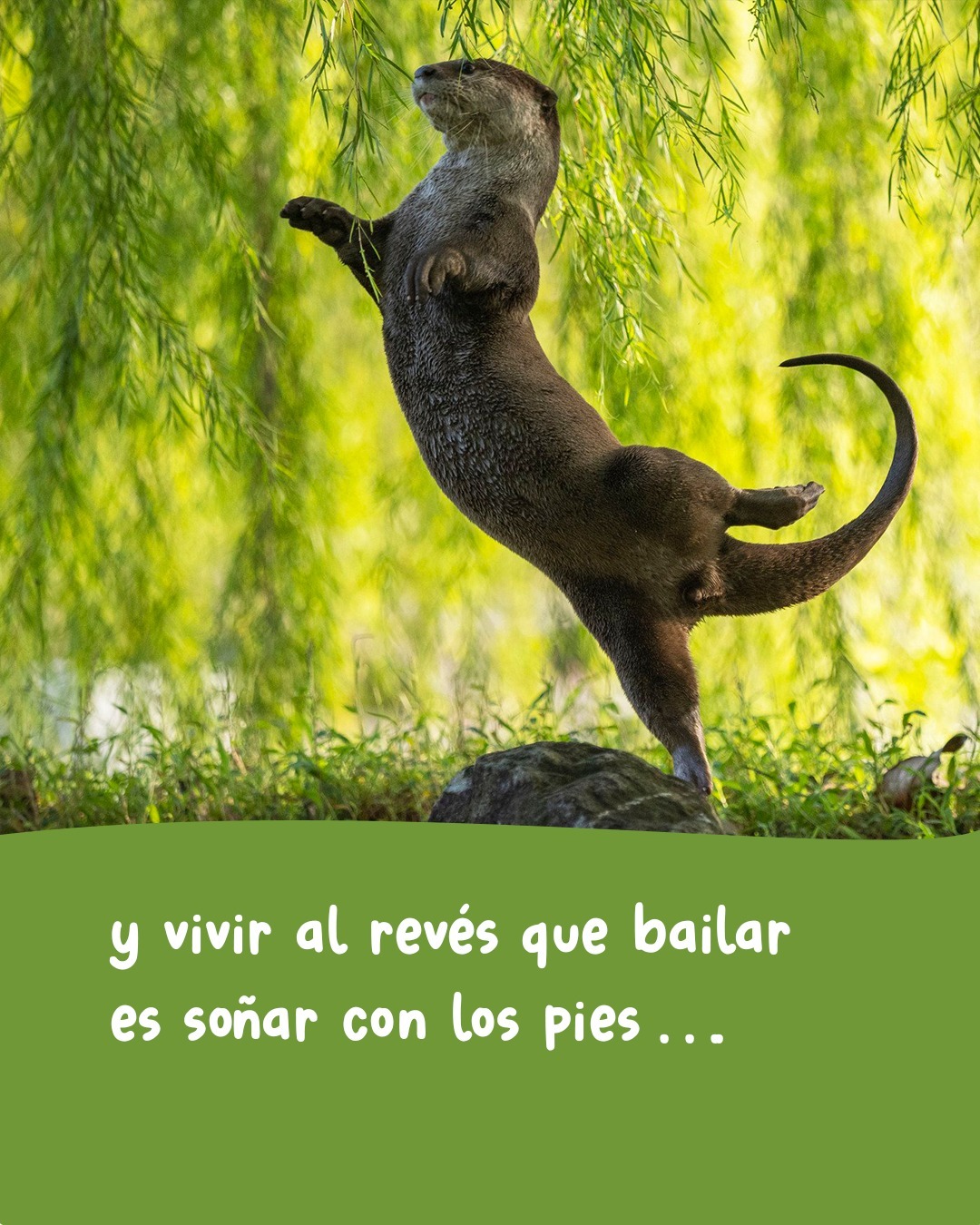 🎶 Jugar por Jugar. Temón de Joaquín Sabina!
📷 comedywildlifephoto.comTenemos un desafío para tutti la pipole:
En este carrusel las estrofas del tema están desordenadas...
Si numeran las estrofas originales (en sistema decimal) y le asignan el número correspondiente al carrusel van a encontrar un código secreto que les da acceso a un cupón por 25% de descuento en la compra de cualquiera de nuestros juegos en la tienda online*Comentá: "tesuperoenfreak" Que te mandamos el link... 🙄* Promoción válida para las primeras 3 cuentas que lo logren y hasta que dure el frio (ojalá que poco -.-)