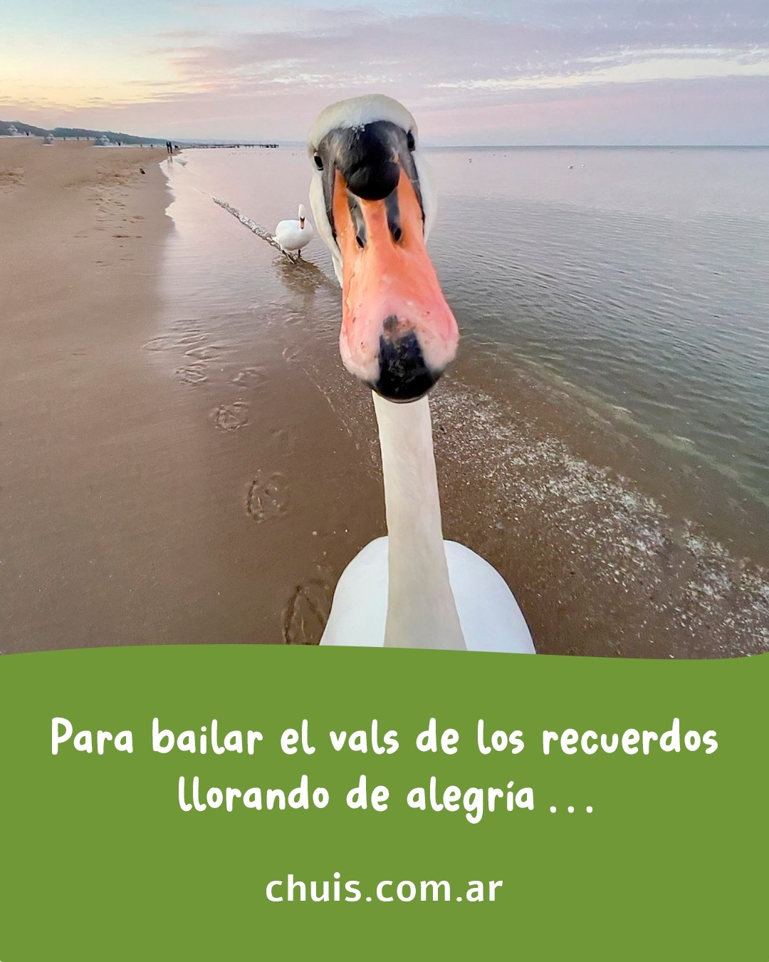 🎶 Jugar por Jugar. Temón de Joaquín Sabina!
📷 comedywildlifephoto.comTenemos un desafío para tutti la pipole:
En este carrusel las estrofas del tema están desordenadas...
Si numeran las estrofas originales (en sistema decimal) y le asignan el número correspondiente al carrusel van a encontrar un código secreto que les da acceso a un cupón por 25% de descuento en la compra de cualquiera de nuestros juegos en la tienda online*Comentá: "tesuperoenfreak" Que te mandamos el link... 🙄* Promoción válida para las primeras 3 cuentas que lo logren y hasta que dure el frio (ojalá que poco -.-)