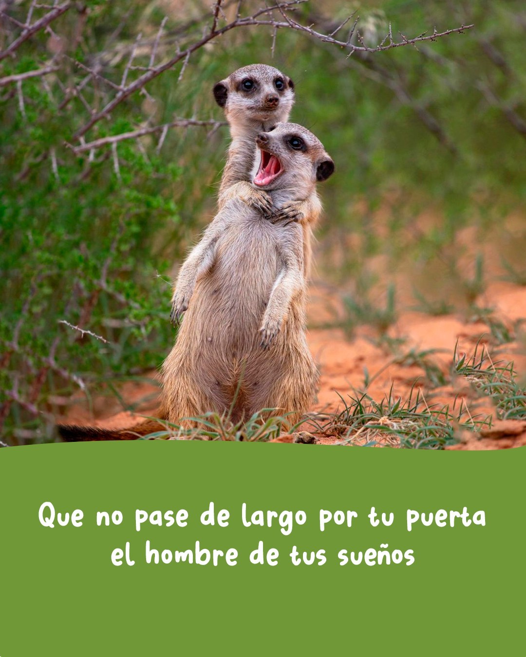 🎶 Jugar por Jugar. Temón de Joaquín Sabina!
📷 comedywildlifephoto.comTenemos un desafío para tutti la pipole:
En este carrusel las estrofas del tema están desordenadas...
Si numeran las estrofas originales (en sistema decimal) y le asignan el número correspondiente al carrusel van a encontrar un código secreto que les da acceso a un cupón por 25% de descuento en la compra de cualquiera de nuestros juegos en la tienda online*Comentá: "tesuperoenfreak" Que te mandamos el link... 🙄* Promoción válida para las primeras 3 cuentas que lo logren y hasta que dure el frio (ojalá que poco -.-)