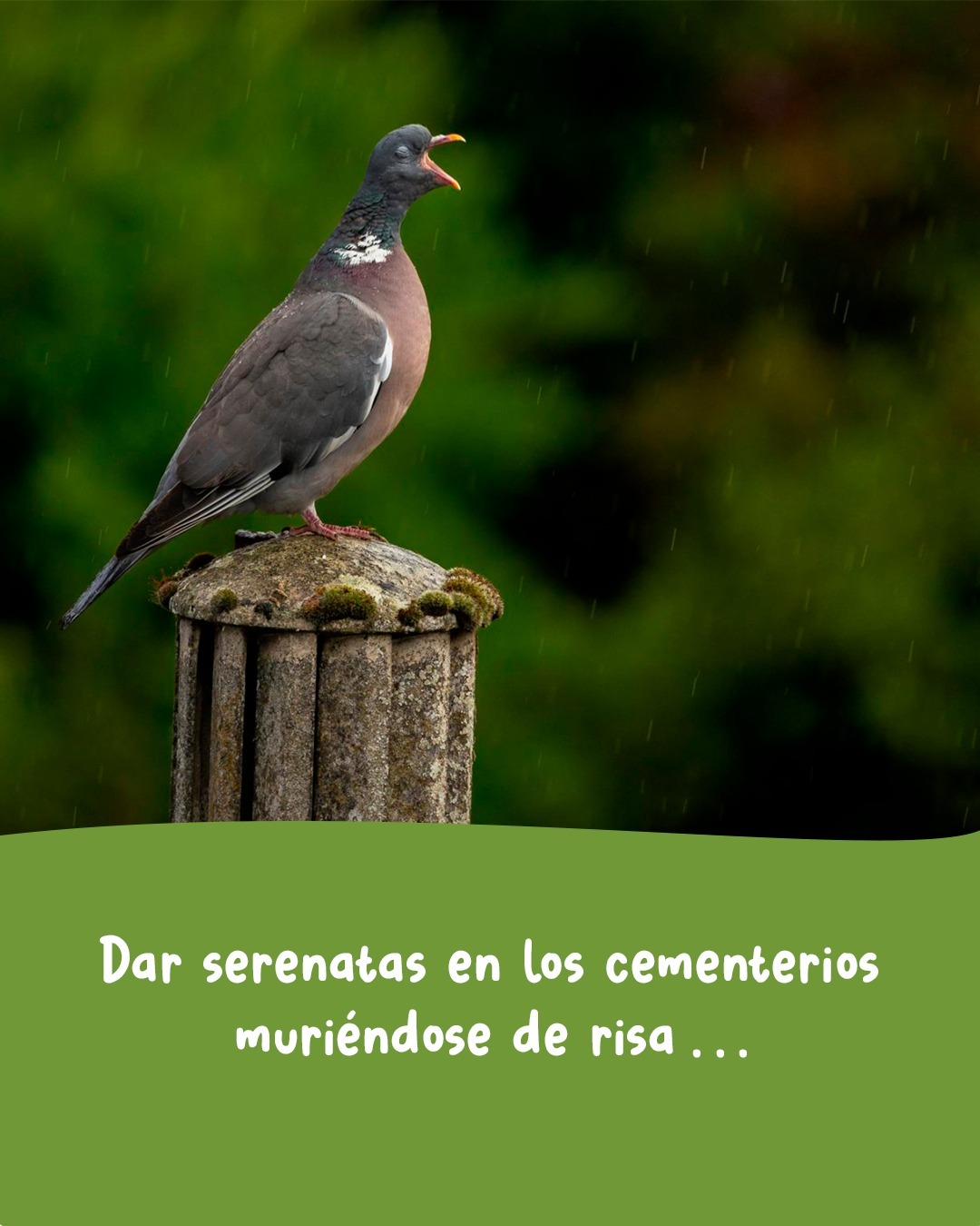 🎶 Jugar por Jugar. Temón de Joaquín Sabina!
📷 comedywildlifephoto.comTenemos un desafío para tutti la pipole:
En este carrusel las estrofas del tema están desordenadas...
Si numeran las estrofas originales (en sistema decimal) y le asignan el número correspondiente al carrusel van a encontrar un código secreto que les da acceso a un cupón por 25% de descuento en la compra de cualquiera de nuestros juegos en la tienda online*Comentá: "tesuperoenfreak" Que te mandamos el link... 🙄* Promoción válida para las primeras 3 cuentas que lo logren y hasta que dure el frio (ojalá que poco -.-)