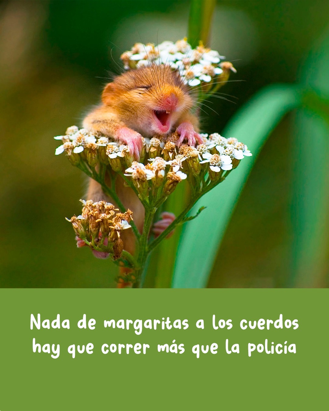 🎶 Jugar por Jugar. Temón de Joaquín Sabina!
📷 comedywildlifephoto.comTenemos un desafío para tutti la pipole:
En este carrusel las estrofas del tema están desordenadas...
Si numeran las estrofas originales (en sistema decimal) y le asignan el número correspondiente al carrusel van a encontrar un código secreto que les da acceso a un cupón por 25% de descuento en la compra de cualquiera de nuestros juegos en la tienda online*Comentá: "tesuperoenfreak" Que te mandamos el link... 🙄* Promoción válida para las primeras 3 cuentas que lo logren y hasta que dure el frio (ojalá que poco -.-)