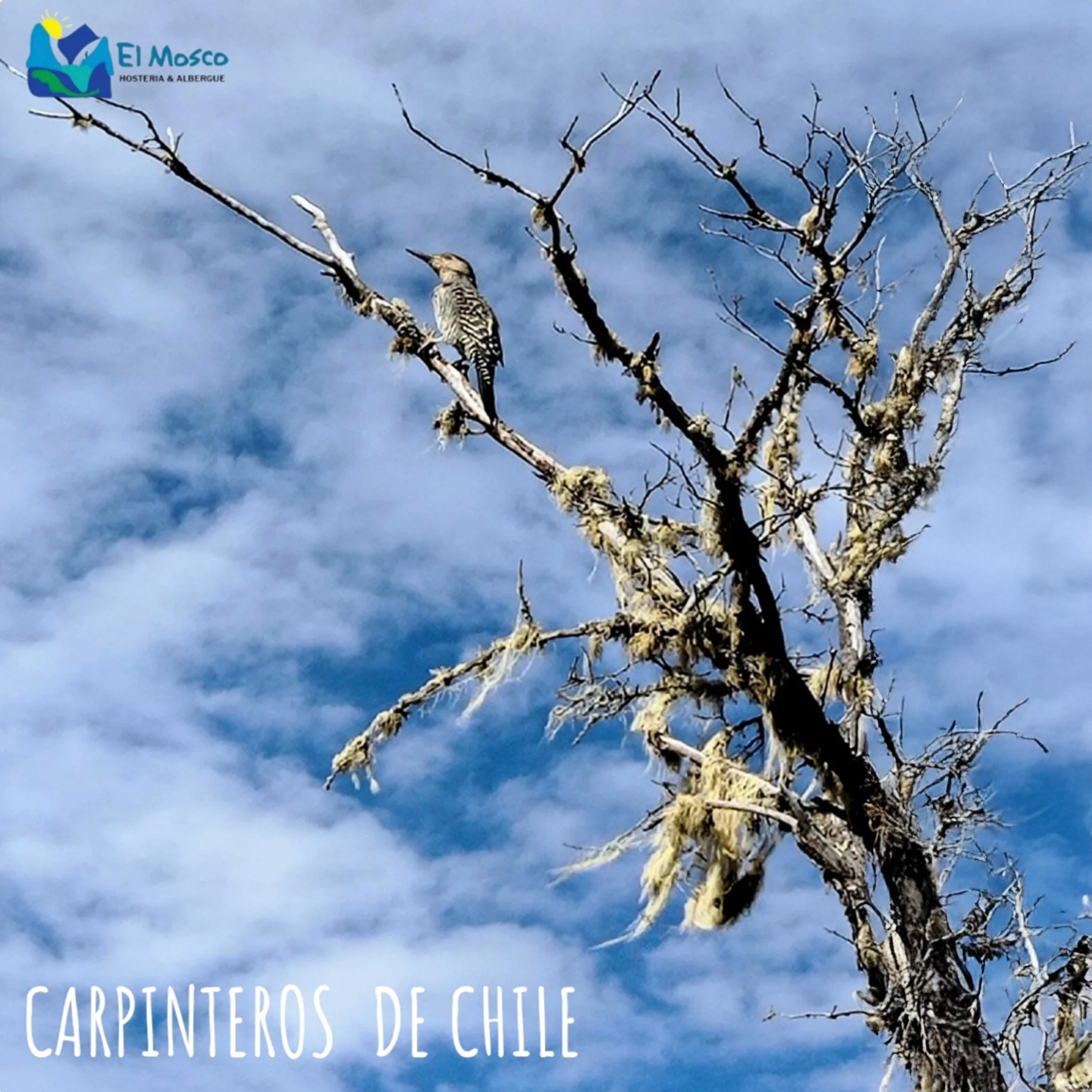 Escucha. No es sólo un sonido; es el pulso de la resistencia en el confín del mundo.
En los bosques húmedos que custodian Villa O’Higgins, habita el arquitecto del silencio: el Carpintero Pitío (Colaptes pitius). Su nombre no es una etiqueta azarosa, es la herencia del pütiw, la onomatopeya mapuche que ha resonado en estas latitudes mucho antes de que se trazaran mapas.
Aquí, donde la Carretera Austral se detiene para dar paso a los glaciares y olvidados fiordos, el aire huele a musgo antiguo y a tierra empapada. Ver al Pitío posado sobre la madera centenaria, con su plumaje barreado desafiando el paisaje, es la señal de ya están poniendo atención a lo que de verdad importa.
El Mosco es tu campamento base en esta última frontera. Tras la jornada de observación en los senderos del Parque Glaciar Mosco, sus cabañas y albergue te esperan con el calor necesario para procesar la inmensidad de la ruta.
🏔️ Asegura tu refugio en el final del camino. Reserva tu estancia en El Mosco y vive la Patagonia que pocos se atreven a conocer.
Más info en la Bio.
📌 El Mosco Patagonia – Donde termina la ruta
Para reservas ingresa aquí:
https://f.mtr.cool/rxqjev5t1n
Para más información de rutas ingresa aquí:
https://f.mtr.cool/x5gjtpxk5y
#PatagoniaElMosco #CarreteraAustral #VillaOHiggins #BirdwatchingChile #AysenPatagonia #SlowTravelChile #WildlifePhotography #PatagoniaChilena #ExpedicionSur #RutasPatagonicas 👏